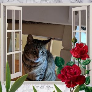 Meet your Posher, Carolyn